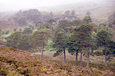 Glen Landscape